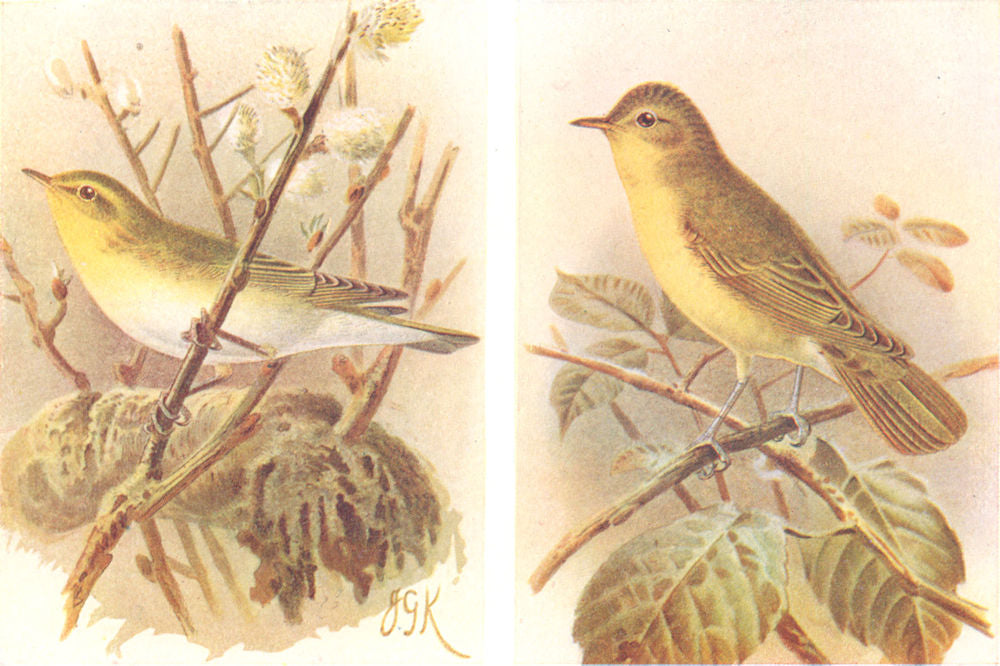BRITISH BIRDS. Wood-Warbler; Icterine Warbler. THORBURN 1925 old vintage print